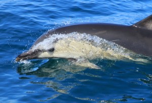 Dolphin off the Pembrokeshire Coast